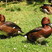 Ferruginous Pochard